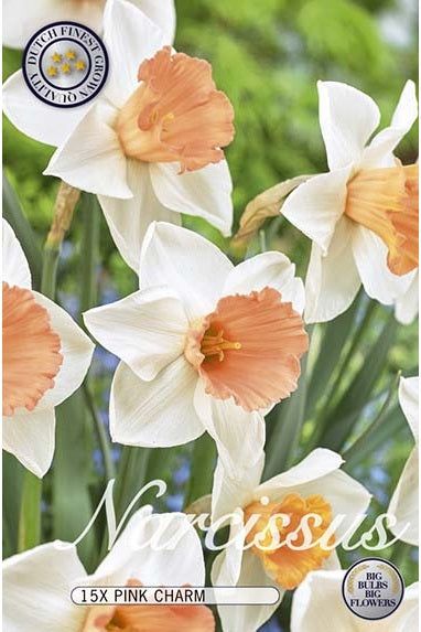 Narcissus Pink Charm 12-pakning